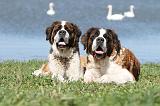 SAINT BERNARD 072